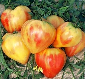 Cream Orange Tomato Seeds for Planting - Heirloom and Non-GMO Garden Seeds